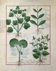 Guimauve et Hastula Regia. Rangée du bas : Asarabacca et Véronique, illustration du Livre simple des médicaments par Matteaus Platearius